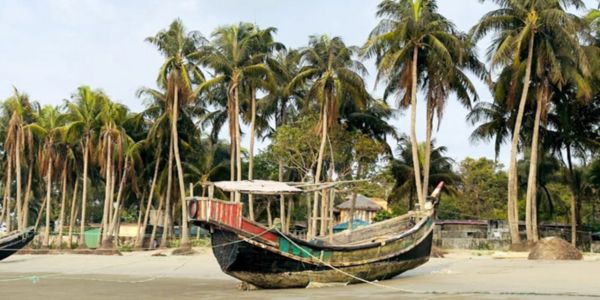 ২০ বছরে অর্ধেকে নেমেছে সেন্টমার্টিনের নারিকেল গাছ